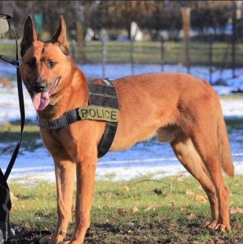 Remembering K-9 Kitt